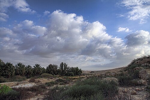תמונת נוף של שדה עם שיחים, עצים דקליים, אבנים, שמיים כחולים עם עננים לבנים.